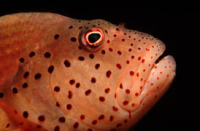 © copyright by Diversion Dive Travel