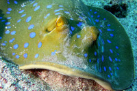 © copyright by Diversion Dive Travel