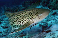 © copyright by Diversion Dive Travel