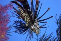 © copyright by Diversion Dive Travel