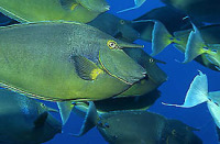 © copyright by Diversion Dive Travel