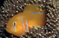 © copyright by Diversion Dive Travel