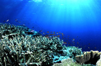 © copyright by Diversion Dive Travel