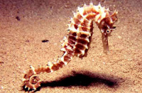 © copyright by Diversion Dive Travel