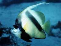 © copyright by Diversion Dive Travel