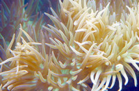 © copyright by Diversion Dive Travel