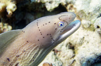 © copyright by Diversion Dive Travel