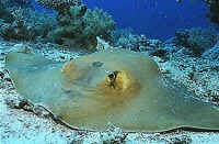 © copyright by Diversion Dive Travel