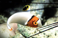 © copyright by Diversion Dive Travel