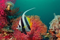 © copyright by Peter Lange