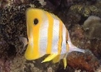 © copyright by tufi dive resort