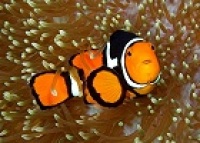 © copyright by tufi dive resort