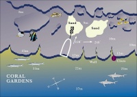 © copyright by www.prodivecairns.com