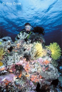 © copyright by www.prodivecairns.com