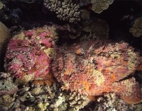 © copyright by spiritoffreedom.com.au