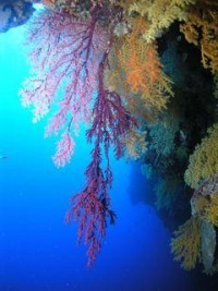 © copyright by spiritoffreedom.com.au