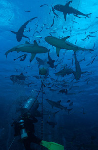 © copyright by spiritoffreedom.com.au