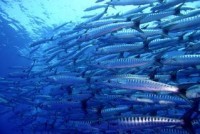 © copyright by spiritoffreedom.com.au