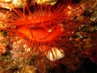© copyright by spiritoffreedom.com.au