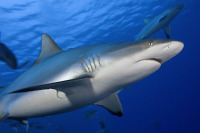 © copyright by Manta Ray Bay Resort