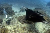 © copyright by Manta Ray Bay Resort