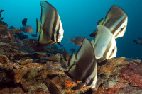 © copyright by Manta Ray Bay Resort