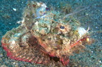 © copyright by Diversion Dive Travel