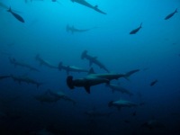 © copyright by Nautilus Explorer