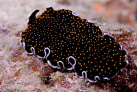 © copyright by Scuba-Diving-Fiji.com