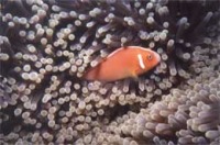 © copyright by Waidroka Bay Resort