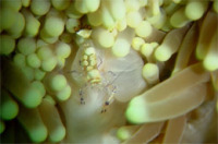 © copyright by Waidroka Bay Resort