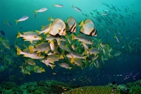 © copyright by Peter Lange