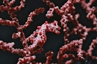 © copyright by Peter Lange