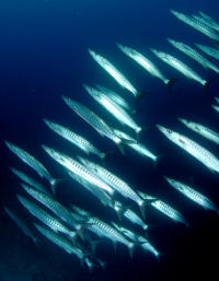 © copyright by Scuba-Diving-Fiji.com