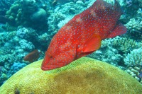 © copyright by Heronisland.com