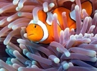 © copyright by prodive