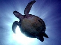 © copyright by prodive