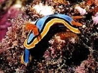© copyright by prodive