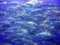 © copyright by spiritoffreedom.com.au