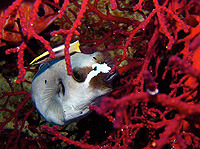 © copyright by spiritoffreedom.com.au