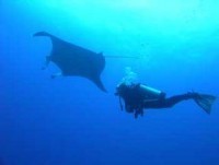 © copyright by spiritoffreedom.com.au