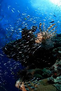 © copyright by spiritoffreedom.com.au