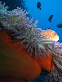 © copyright by spiritoffreedom.com.au