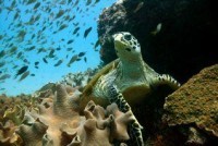 © copyright by spiritoffreedom.com.au