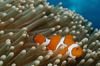 © copyright by Peter Lange