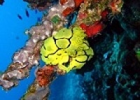 © copyright by tufi dive resort