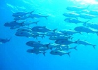 © copyright by tufi dive resort