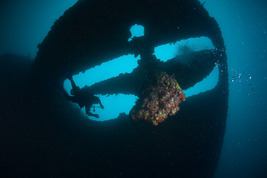 © copyright by Mike Ball Dive Expedition
