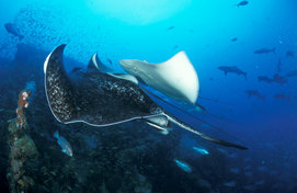 © copyright by Mike Ball Dive Expeditions