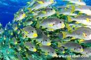 © copyright by Mike Ball Dive Expeditions